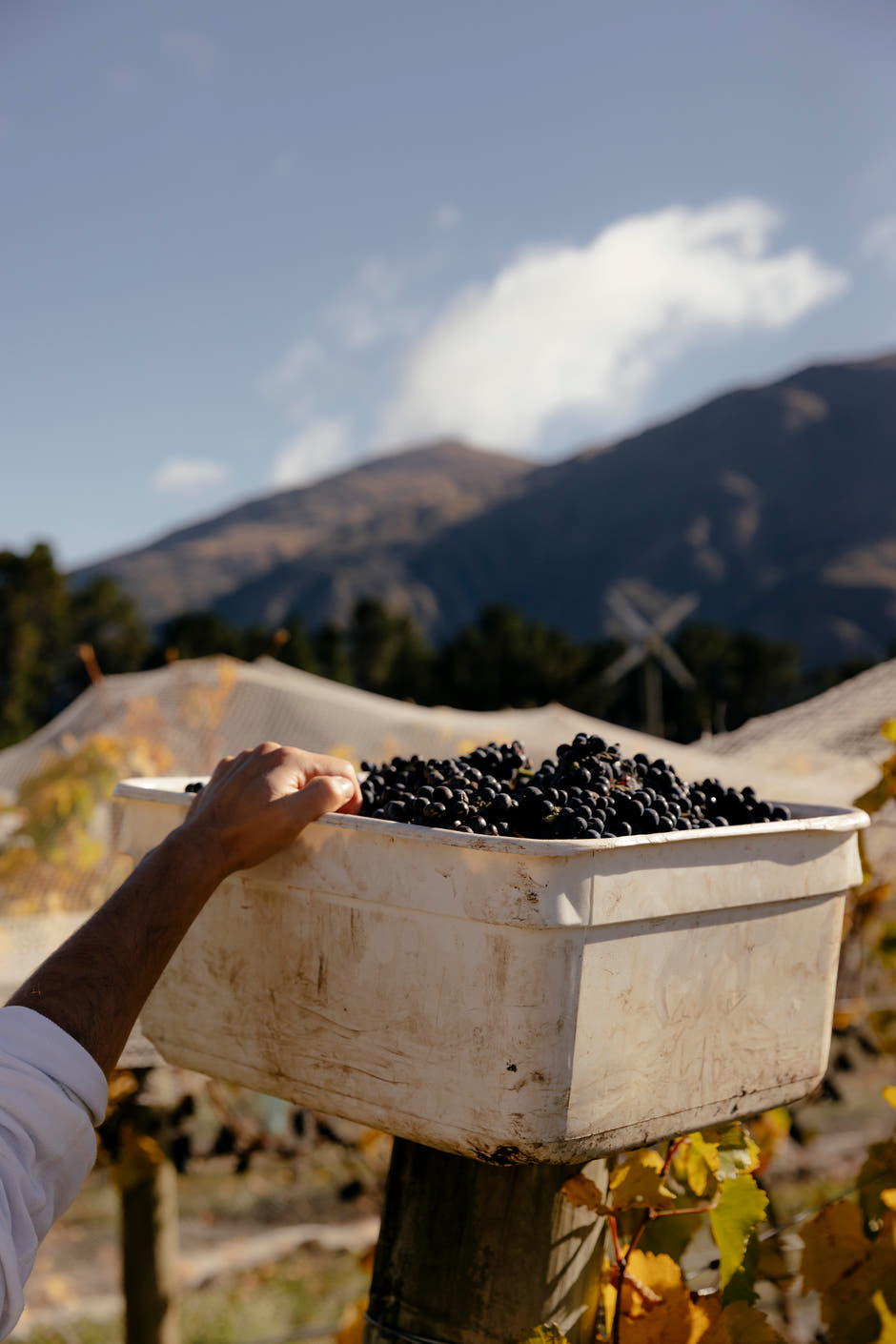 Grapes freshly harvested from the Coal Pit Vineyards
