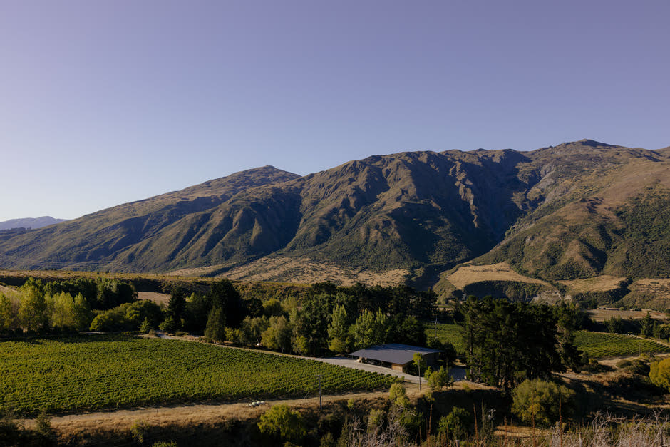 The_Vineyard