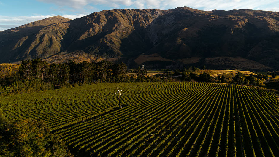 Coal Pit Vineyard in Summer Drone Aerial