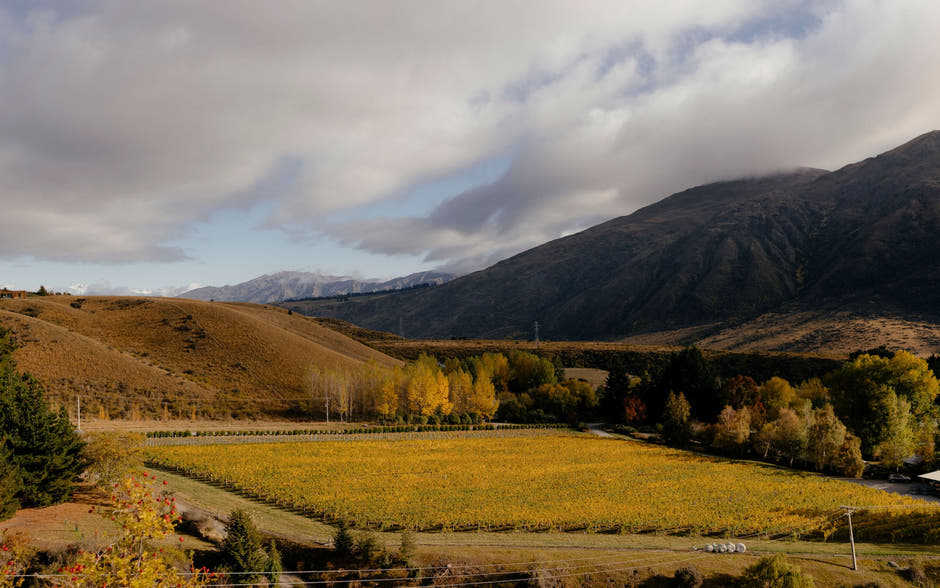 The Coal Pit Vineyard during Fall